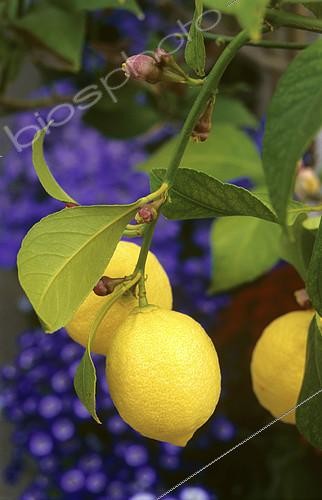 Biosphoto | 2143785 | Lemon (Citrus limon) on the tree, Citrus fruit | &copy; Frédéric Didillon / Biosphoto