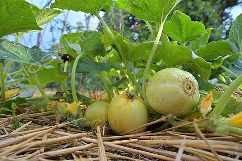 Biosphoto | 2569717 | Lemon cucumber in the vegetable garden - Cucumis sativa 'Lemon' - France | &copy; Thierry Le Quay / Biosphoto