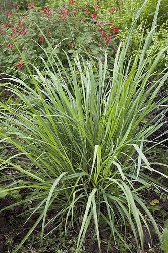 Biosphoto | 726980 | Lemon grass at the kitchen garden | &copy; NouN / Biosphoto