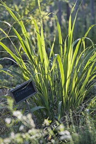 Biosphoto | 470449 | Lemon grass in an aromatic plant garden Provence | &copy; Philippe Giraud / Biosphoto
