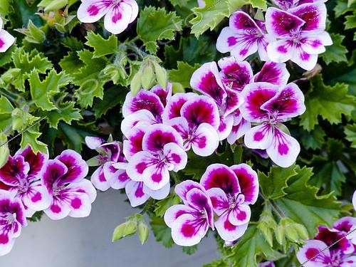 Biosphoto | 2169308 | Lemon-scented pelargonium 'Angel Eyes' in bloom in a garden | &copy; Alain Kubacsi / Biosphoto