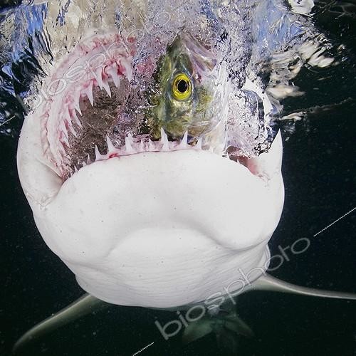 Biosphoto | 1328202 | Lemon Shark eating fish Bahamas Atlantic Ocean | &copy; Brandon Cole / Biosphoto