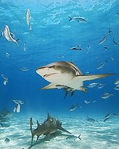 Biosphoto | 977685 | Lemon Sharks, West End, Grand Bahamas, Caribbean Sea, Bahamas | &copy; Masa Ushioda / WaterFrame / Biosphoto