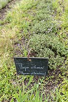 Biosphoto | 2452960 | Lemon thyme (Thymus citriodorus) in a garden in summer, Vosges, France | &copy; Yann Avril / Biosphoto