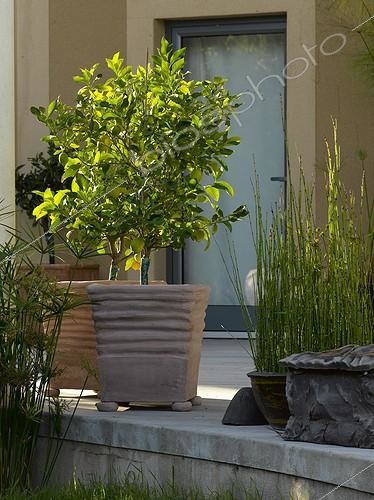 Biosphoto | 647225 | Lemon tree in pot on a garden terrace | &copy; Gilles Le Scanff & Joëlle-Caroline Mayer / Biosphoto