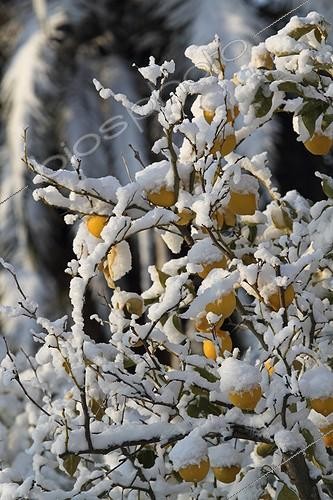 Biosphoto | 1553688 | Lemons on the tree covered with snow in winter in an orchard | &copy; Pascal Pittorino / Biosphoto