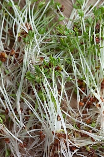 Biosphoto | 1089378 | Lentil seeds germinated | &copy; Philippe Giraud / Biosphoto