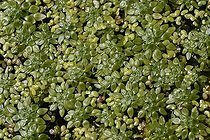 Biosphoto | 60560 | Lentilles d'eau en gros plan | &copy; Jean-Luc & Françoise Ziegler / Biosphoto