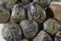 Biosphoto | 2025853 | Lentilles vertes du Puy - Auvergne France | &copy; Hervé Chellé  / Biosphoto