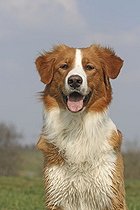 Biosphoto | 1527965 | Leonberger-Golden Retriever hybrid, portrait | &copy; Caroline Brinkmann / imageBROKER / Biosphoto