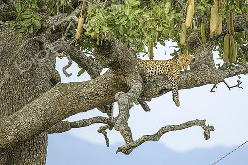 Biosphoto | 2603034 | Léopard africain (Panthera pardus) qui dormant dans un arbre à saucisse dans le serengeti, Tanzanie | &copy; Clément Fontaine / Biosphoto