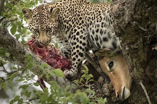 Biosphoto | 2023979 | Léopard et sa proie dans un arbre - Sabi Sand Afrique du Sud | &copy; Meril Darees / Biosphoto