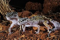 Biosphoto | 1249099 | Leopard Gecko couple | &copy; Daniel Heuclin / Biosphoto