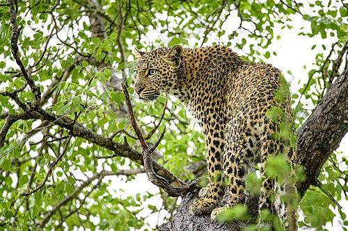 Biosphoto | 2619247 | Leopard (Panthera pardus) in a tree in Kruger Park, South Africa | &copy; Clément Fontaine / Biosphoto
