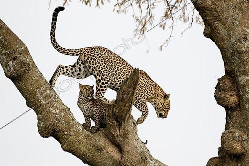 Biosphoto | 2417927 | Leopard (Panthera pardus) in a tree, Serengeti, Tanzania | &copy; Pierluigi Rizzato / Biosphoto