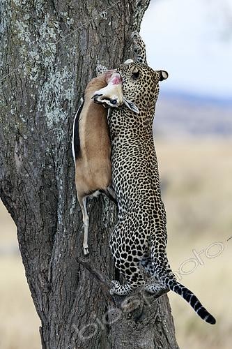 Biosphoto | 2417957 | Leopard (Panthera pardus) in a tree with Thomson's gazelle (Eudorcas thomsonii), Serengeti, Tanzania | &copy; Pierluigi Rizzato / Biosphoto