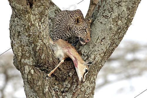 Biosphoto | 2417958 | Leopard (Panthera pardus) in a tree with Thomson's gazelle (Eudorcas thomsonii), Serengeti, Tanzania | &copy; Pierluigi Rizzato / Biosphoto