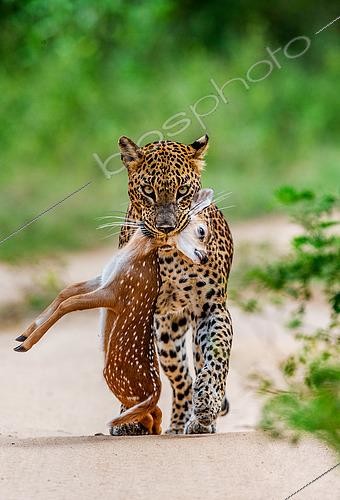 Biosphoto | 2518433 | Leopard (Panthera pardus kotiya) with prey. Very rare shot. Sri Lanka. Yala National Park | &copy; Andrey Gudkov / Biosphoto
