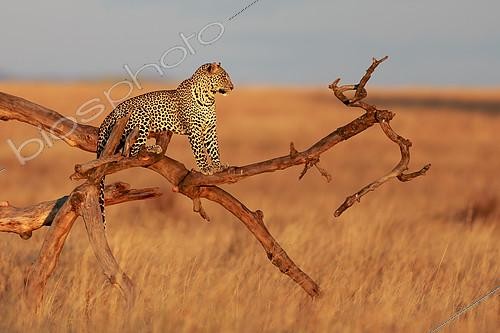 Biosphoto | 2417956 | Leopard (Panthera pardus) on a dead tree, Serengeti, Tanzania | &copy; Pierluigi Rizzato / Biosphoto