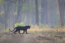 Biosphoto | 2609146 | Léopard (Panthera pardus) panthère noire traversant une route forestière, Kabini, Inde | &copy; Marion Vollborn / imageBROKER / Biosphoto