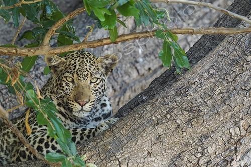 Biosphoto | 2046699 | Leopard resting in a tree - Chobe Botswana | &copy; Thomas Dressler / Biosphoto