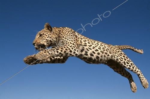 Biosphoto | 5171 | Léopard sautant Rehabilitation Farm Namibie | &copy; Theo Allofs / Biosphoto