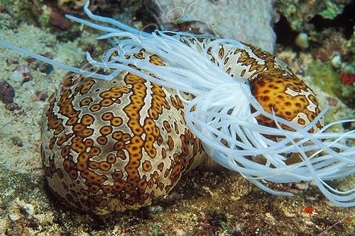 Biosphoto | 981345 | Leopard Sea Cucumber excretes cuvierian organs for defensive, Manado, Sulawesi, Indonesia | &copy; Borut Furlan / WaterFrame / Biosphoto
