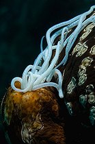 Biosphoto | 1965060 | Leopard Sea Cucumber - Tonga | &copy; Tobias Bernhard Raff / Biosphoto