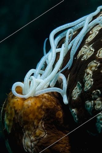 Biosphoto | 1965060 | Leopard Sea Cucumber - Tonga | &copy; Tobias Bernhard Raff / Biosphoto