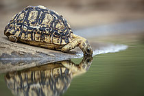 Biosphoto | 2609596 | Leopard tortoise (Stigmochelys pardalis) drinking in waterhole with reflection in Greater Kruger national park, South Africa | &copy; Patrice Correia / Biosphoto