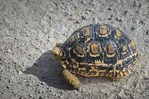 Biosphoto | 2601904 | Leopard tortoise (Stigmochelys pardalis), Etosha National Park, Namibia, Africa | &copy; Alain Roux / Biosphoto