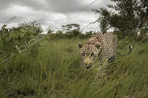 Biosphoto | 2023994 | Leopard walking in savannah - Sabi Sand South Africa | &copy; Meril Darees / Biosphoto