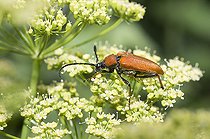 Biosphoto | 2410348 | Lepture rouge (Stictoleptura rubra) sur une fleur de Livèche, Parc naturel régional des Vosges du Nord, France | &copy; Michel Rauch / Biosphoto