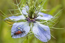 Biosphoto | 2601306 | Lepture (Stenurella sp.) sur une fleur de Nigelle de Damas (Nigella damascena), Hérault, France | &copy; Marie Aymerez / Biosphoto