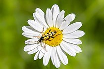 Biosphoto | 2586226 | Lepture tacheté ou Strangalie tachetée (Rutpela maculata) sur une grande marguerite au printemps, Clairière forestière aux environs de Toul, Lorraine, France | &copy; André Simon / Biosphoto