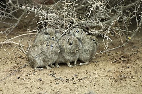 Biosphoto | 2072371 | Lesser cavy (Microcavia australis) huddling against cold, Punta Norte, Valdes Peninsula,Argentina | &copy; Ignacio Yufera / Biosphoto