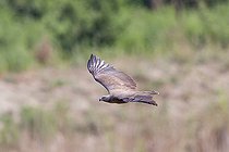 Biosphoto | 2405743 | Lesser fish eagle (Haliaeetus humilis), in flight, Jim Corbett National Park, Uttarakhand, India, | &copy; Sylvain Cordier / Biosphoto