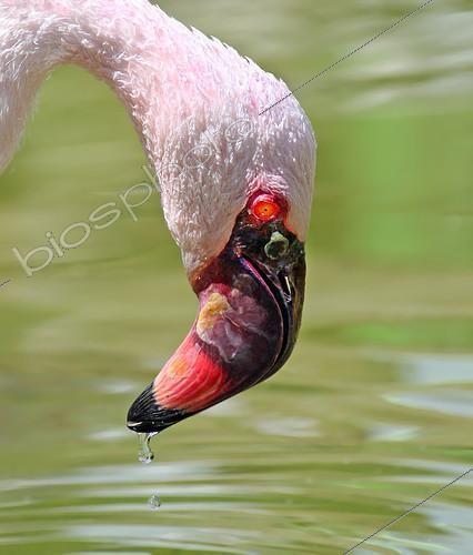 Biosphoto | 2410050 | Lesser Flamingo (Phoeniconaias minor) drinks from pond, French Riviera, France | &copy; Nick Saunders / BIA / Biosphoto