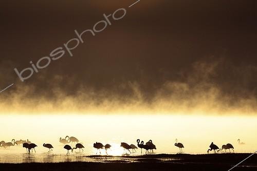 Biosphoto | 1651104 | Lesser Flamingos at dawn Lake Nakuru Kenya | &copy; Tony Crocetta / Biosphoto