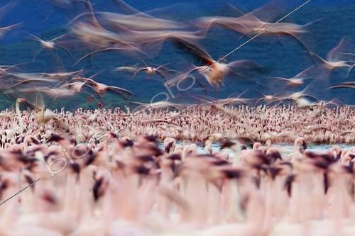 Biosphoto | 1370364 | Lesser Flamingos at Lake Bogoria Kenya | &copy; Martin Harvey / Biosphoto