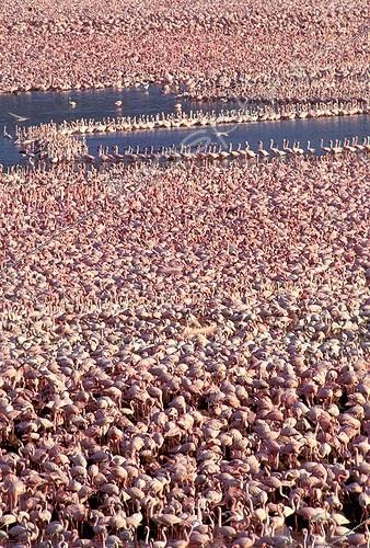Biosphoto | 164328 | Lesser flamingos pressing itself in the Lake Bogaria Kenya | &copy; J.-M. Labat & F. Rouquette / Biosphoto