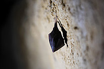Biosphoto | 2621528 | Lesser horseshoe bat (Rhinolophus hipposideros) hibernating in a cavity in Normandy, France. | &copy; Christophe Perelle / Biosphoto