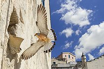 Biosphoto | 2423131 | Lesser Kestrel (Falco naumanni), adult male arriving at nest in Matera, Basilicata, Italy | &copy; Saverio Gatto / Biosphoto