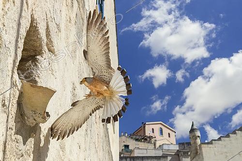 Biosphoto | 2423131 | Lesser Kestrel (Falco naumanni), adult male arriving at nest in Matera, Basilicata, Italy | &copy; Saverio Gatto / Biosphoto