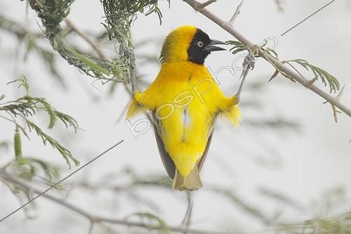 Biosphoto | 1197693 | Lesser Masked Weaver male beside his nest Kruger NP | &copy; Jean-Jacques Alcalay / Biosphoto