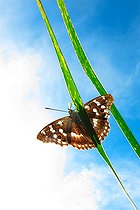 Biosphoto | 2582022 | Lesser purple emperor (Apatura ilia), on a leaf of Common Reed (Phragmites australis), at the edge of a pond, in La Robertsau at the end of summer, in the Réserve Naturelle Nationale du massif forestier de la Robertsau et de La Wantzenau. Alsace, France | &copy; Yves Noto Campanella / Biosphoto