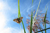 Biosphoto | 2582024 | Lesser purple emperor (Apatura ilia), on a leaf of Common Reed (Phragmites australis), at the edge of a pond, in La Robertsau at the end of summer, in the Réserve Naturelle Nationale du massif forestier de la Robertsau et de La Wantzenau. Alsace, France | &copy; Yves Noto Campanella / Biosphoto