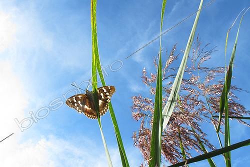 Biosphoto | 2582024 | Lesser purple emperor (Apatura ilia), on a leaf of Common Reed (Phragmites australis), at the edge of a pond, in La Robertsau at the end of summer, in the Réserve Naturelle Nationale du massif forestier de la Robertsau et de La Wantzenau. Alsace, France | &copy; Yves Noto Campanella / Biosphoto