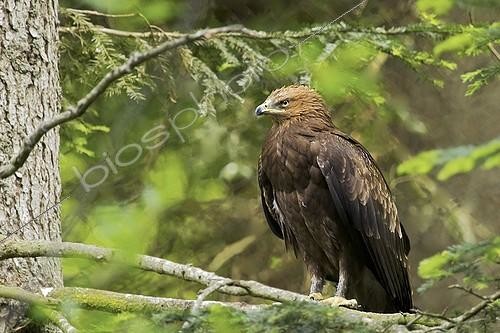 Biosphoto | 1649140 | Lesser Spotted Eagle on a branch Bavaria Germany | &copy; Pierre Huguet-Dubief / Biosphoto