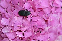 Biosphoto | 1254648 | Lesser stag beetle male on a flower hydrangea France  | &copy; Patrick Glaume / Biosphoto